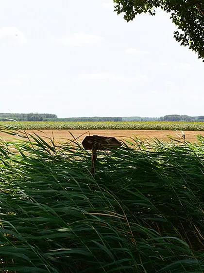 Hungarian Fields in Summer